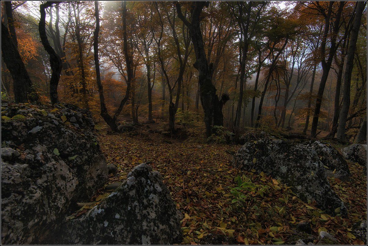 крым, осень, горы, лес, туман, АНАТОЛИЙ ДОВЫДЕНКО