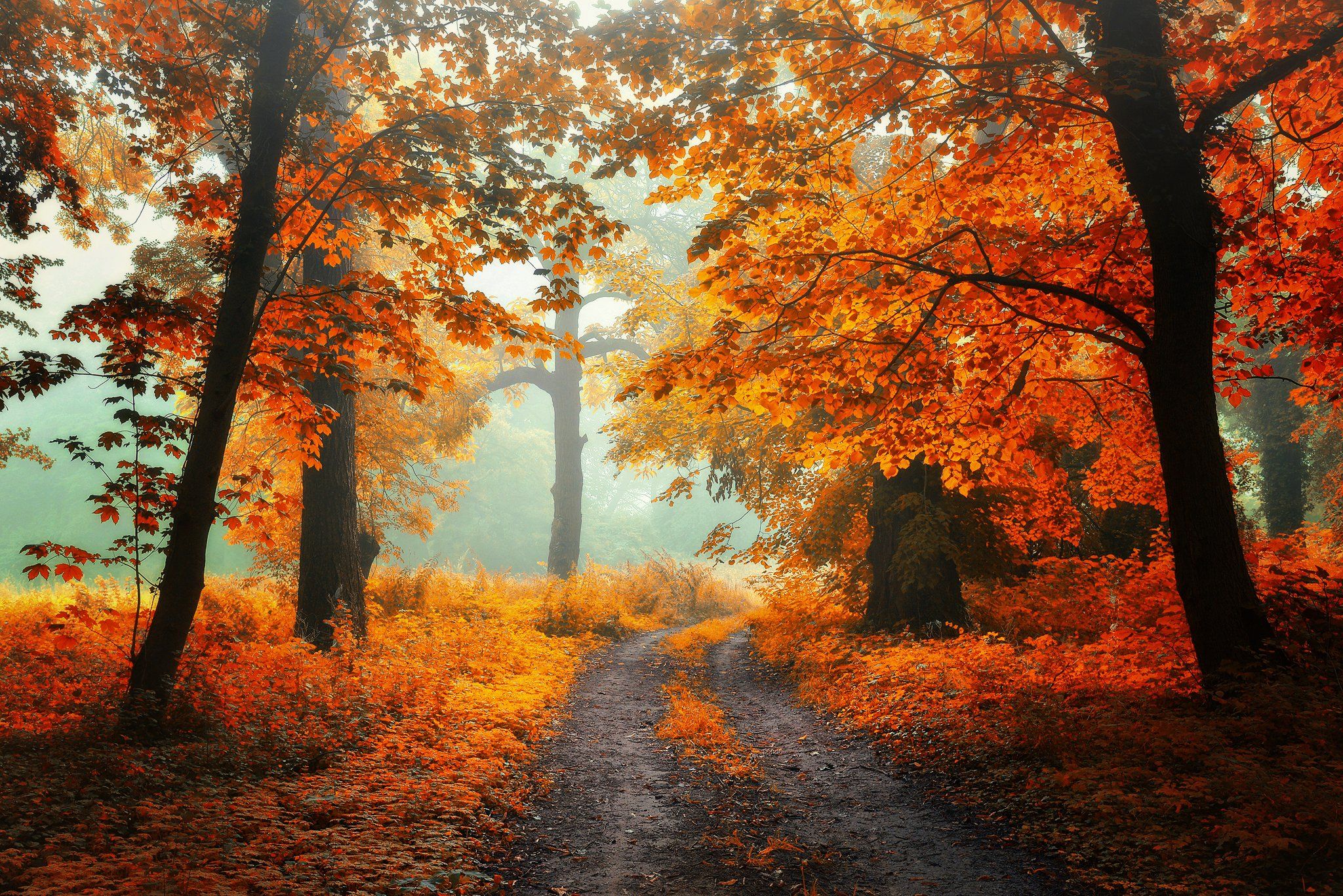 autumn magic path mist fall trees leafs grass foggy poland dranikowski jesien alley park, Radoslaw Dranikowski