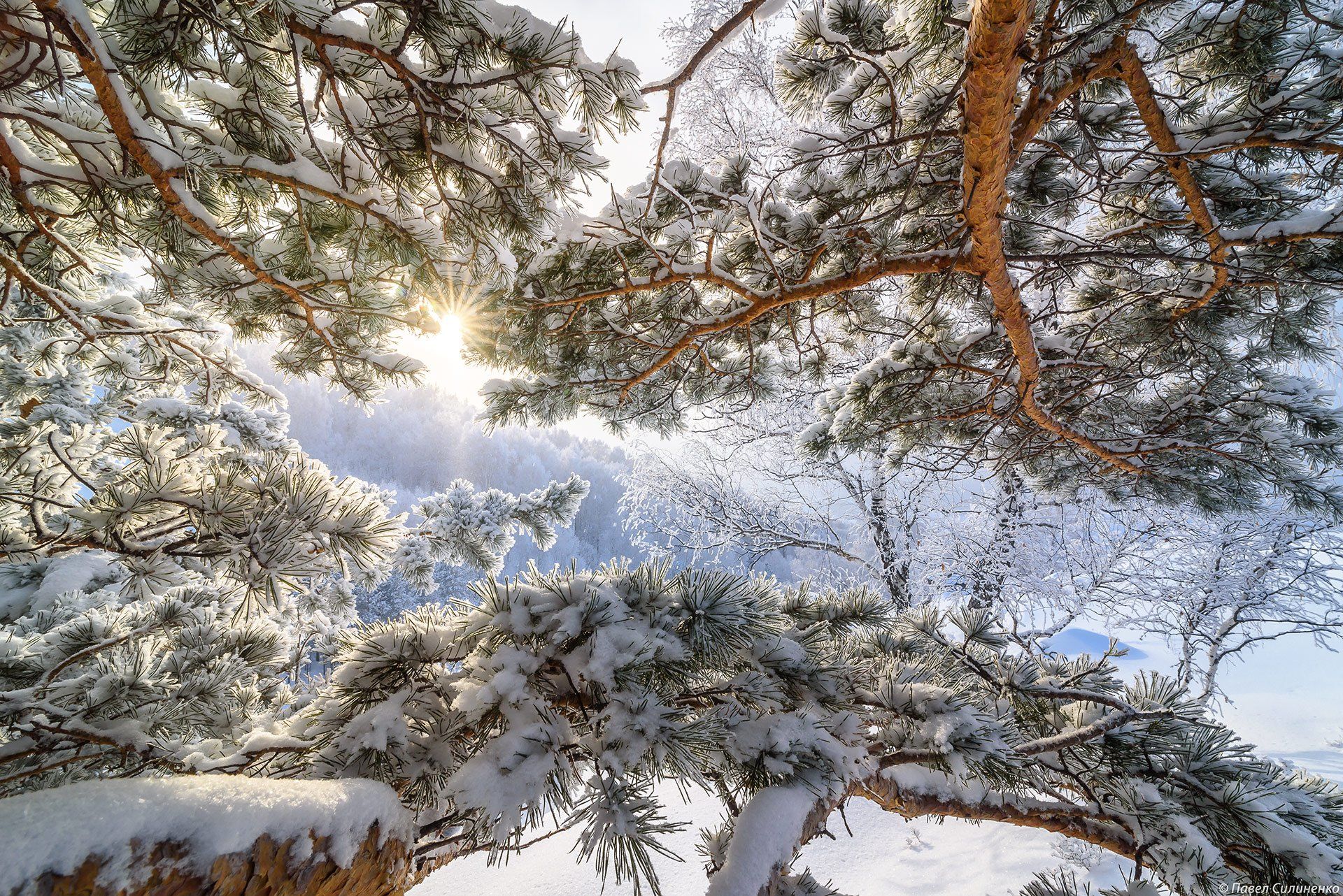 Пейзаж, зима, снег, мороз, ветви, дерево, солнце, холод, Алтай, Павел Силиненко