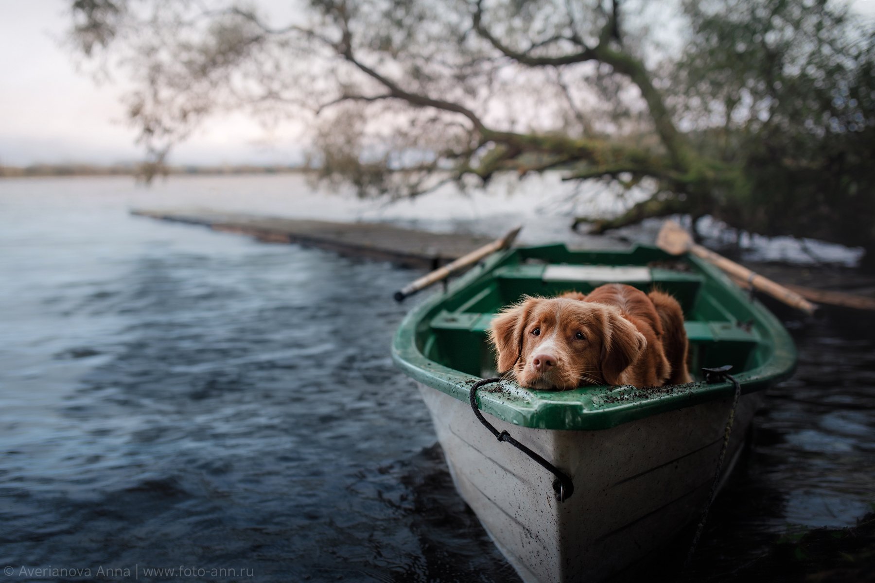собака, грусть, природа, лодка, Анна Аверьянова