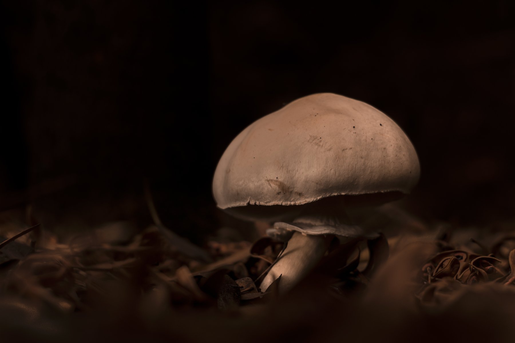 mushroom, nature, close up, macro, natural, small, leaves, Antonio Coelho