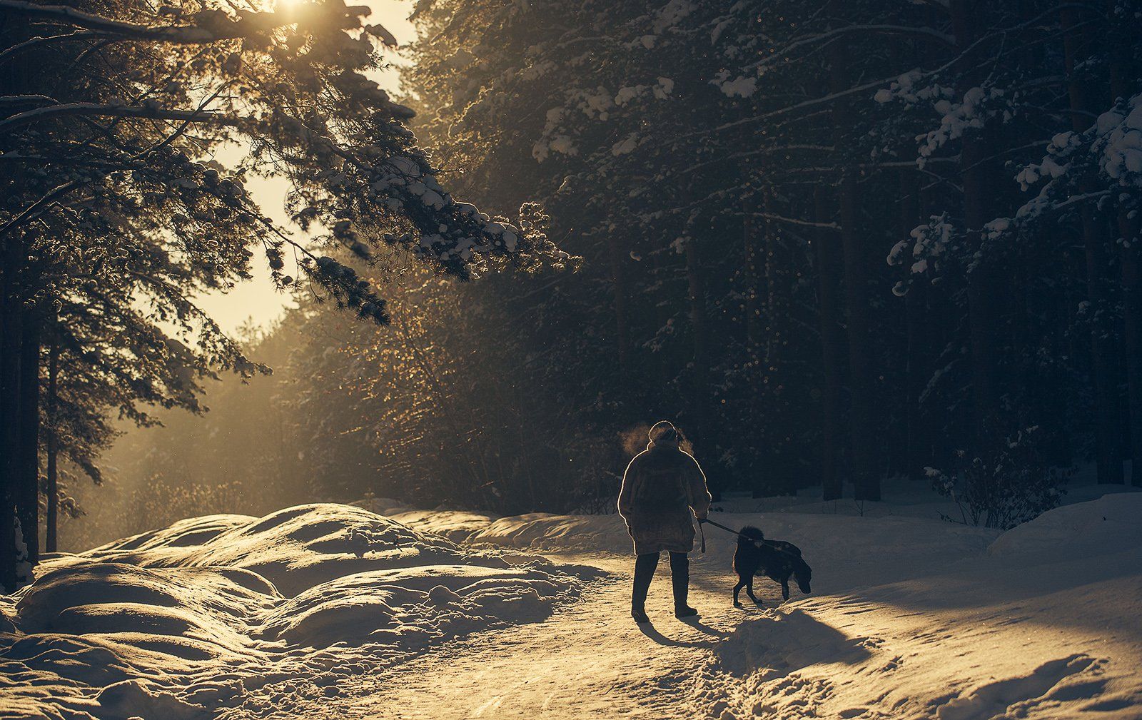зима, снег, лес, собака, природа, Евгений Толкачёв