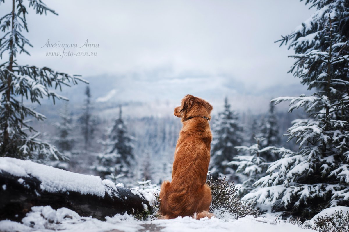 собака, зима, природа, горы, Анна Аверьянова