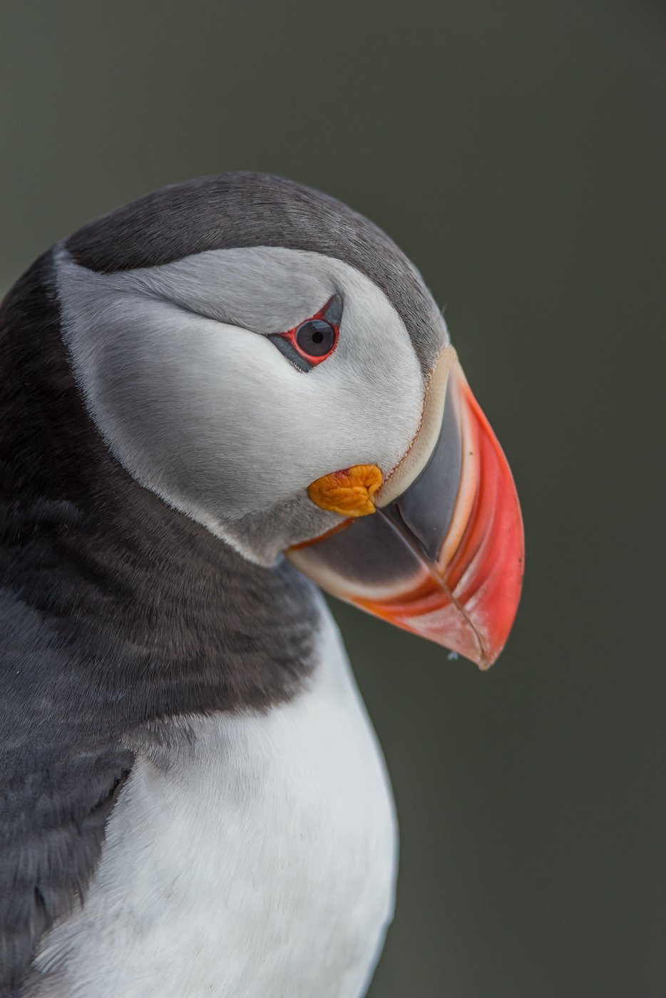 atlantic puffin, Birders Corner, birds, Fratercula arctica, Dominik Chrzanowski