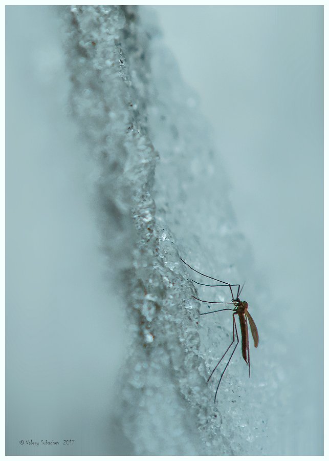 комар, декабрь, Валерий Субачев