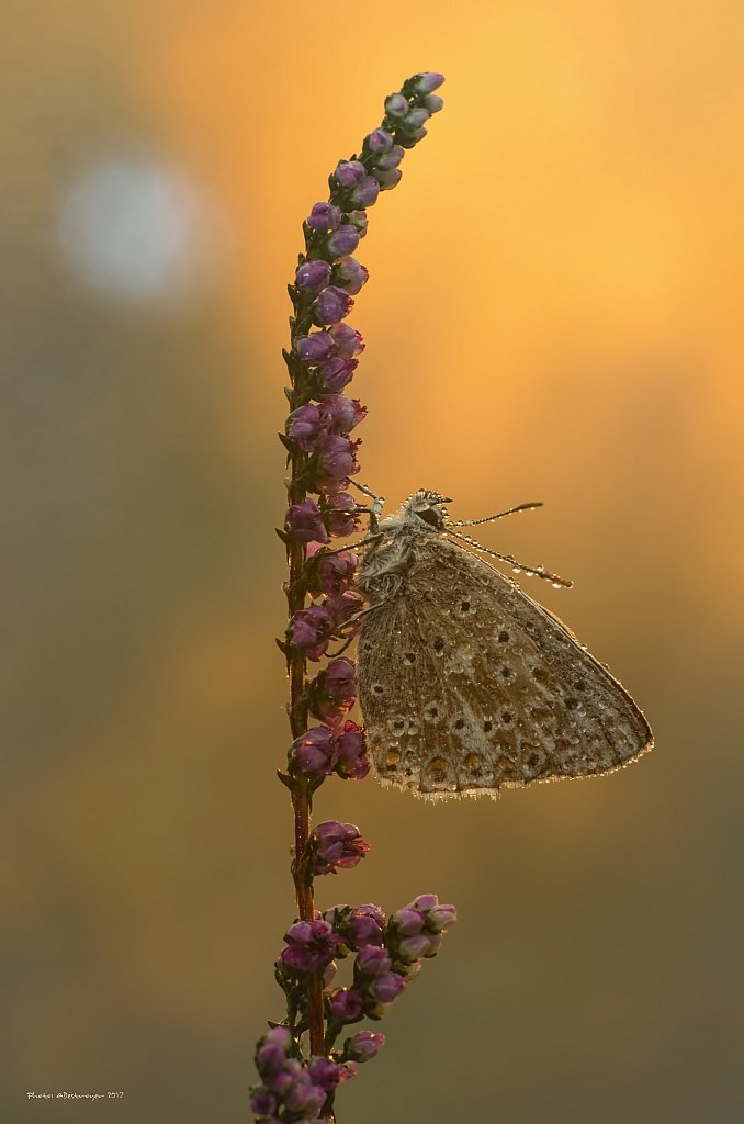 macro nature butterfly, Ryszard Lal