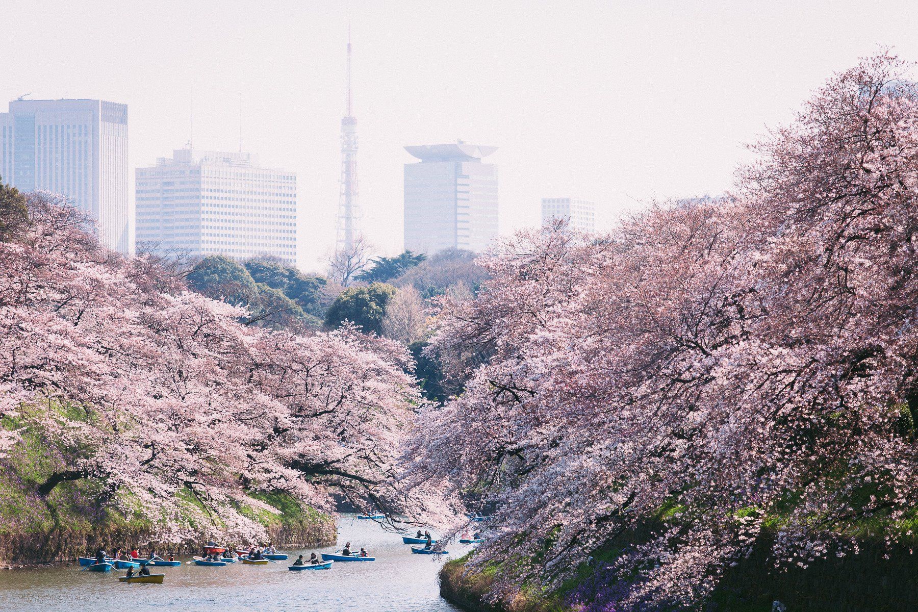 япония, токио, сакура, озеро, парк, japan, tokyo, Антон Блохин