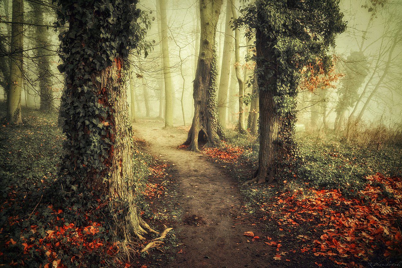старая сказка old alley park path autumn fall tree trees magic mist foggy dranikowski jesien, Radoslaw Dranikowski