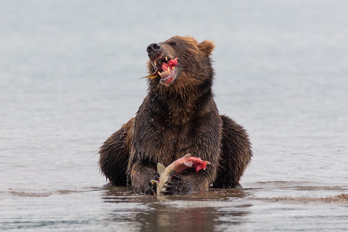 Камчатка, медведь, природа, путешествие, животные, россия, фототур, Денис Будьков