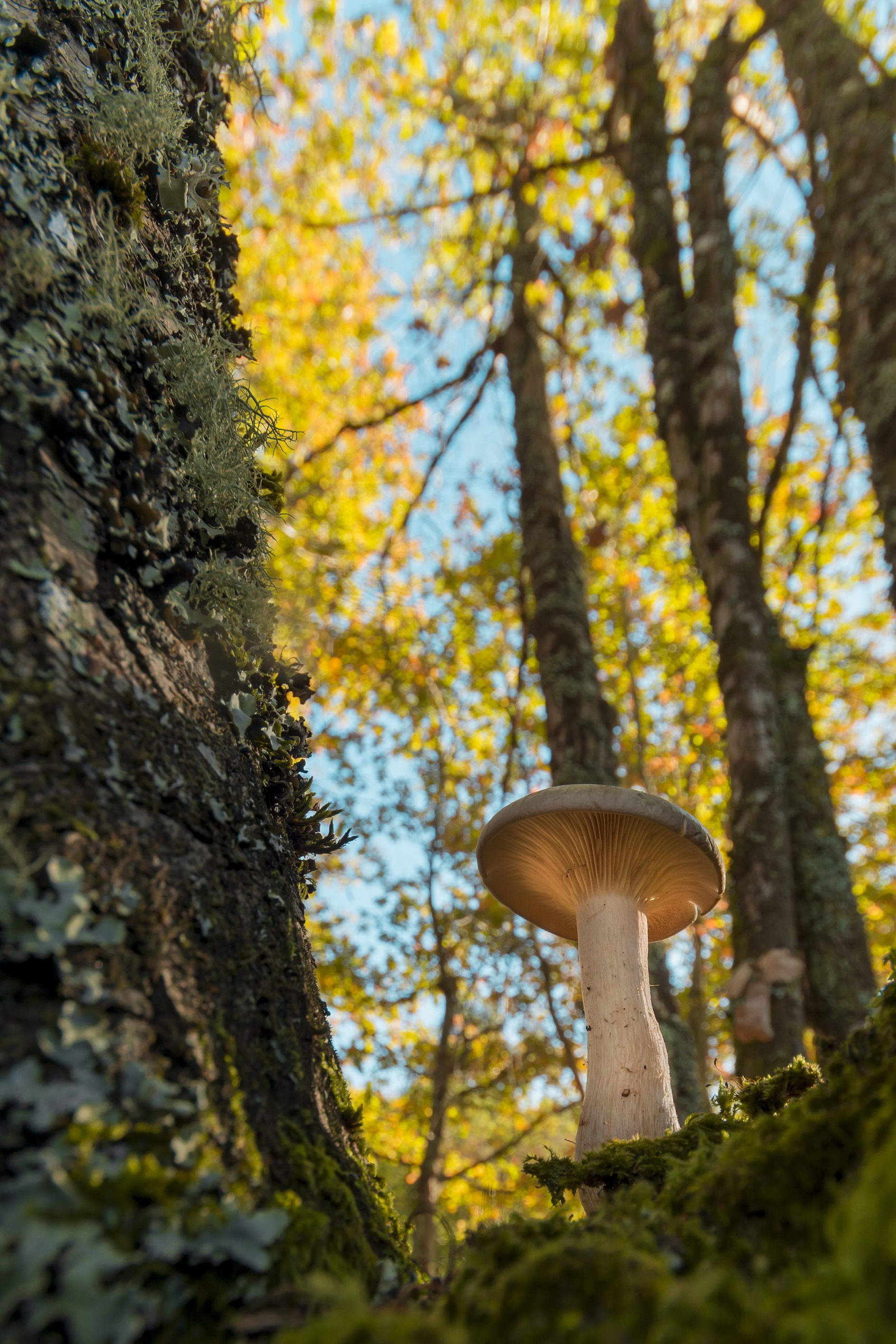 mushroom, perspective, nature, tree, forest, sky, Antonio Coelho