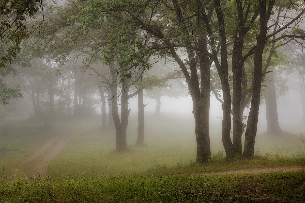 природа утро лето лес туман, Михаил Корнилов