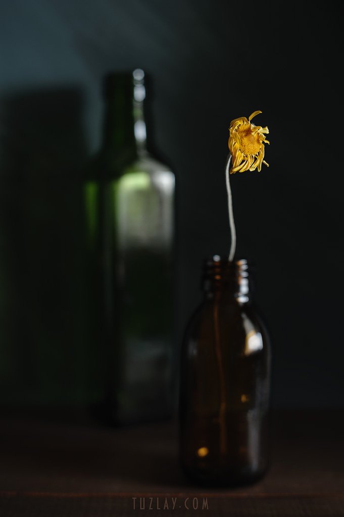 засушенная пупавка, цветок в бутыльке, Владимир Тузлай