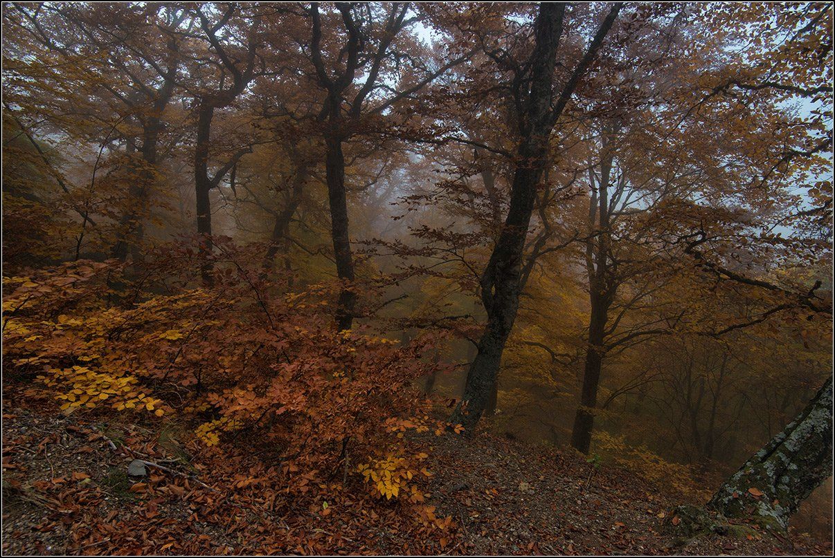 крым, октябрь, буковый лес, туман, АНАТОЛИЙ ДОВЫДЕНКО