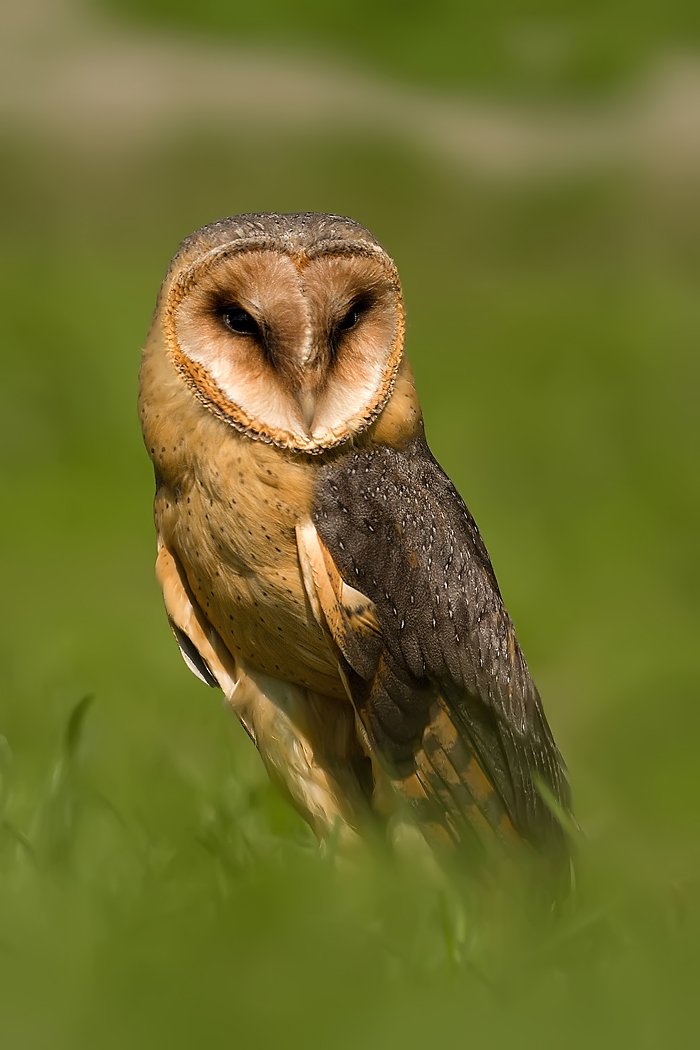 Tyto alba, Silvestr Szabó