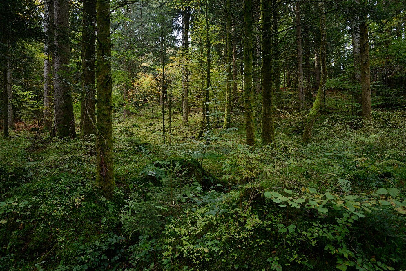 лес, мох, ели, suisse, Olga N.