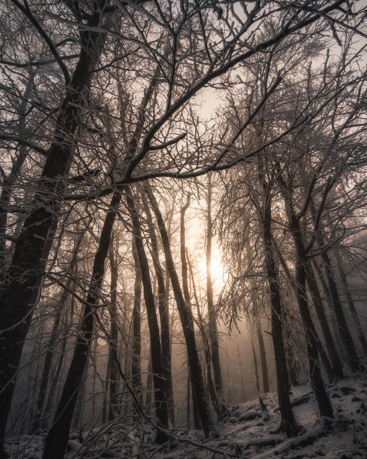 горы, снег, лес, деревья, осень, зима, солнце, свет, лучи, nikon, d7000, Сергей Лукашенко