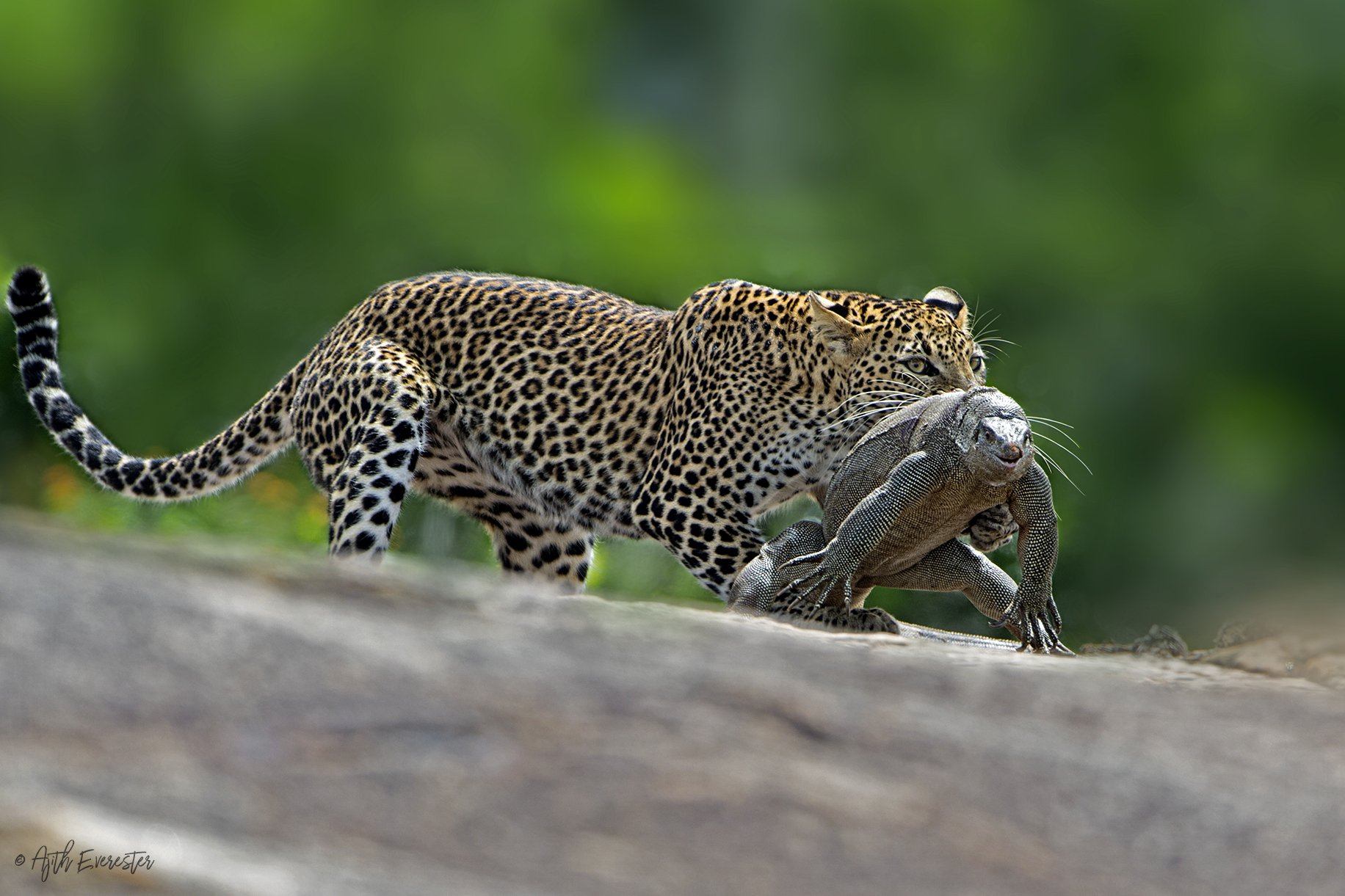 Leopard, Monitor Lizard, Srilanka, Yala, Hunting, Ajith Everester
