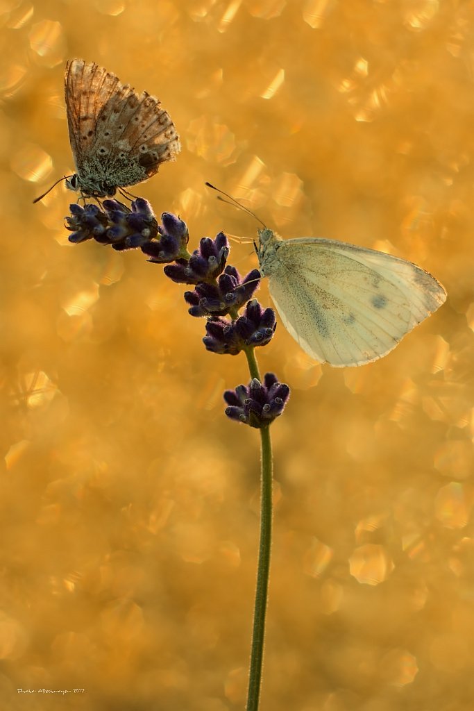 macro, nature, butterfly, Ryszard Lal