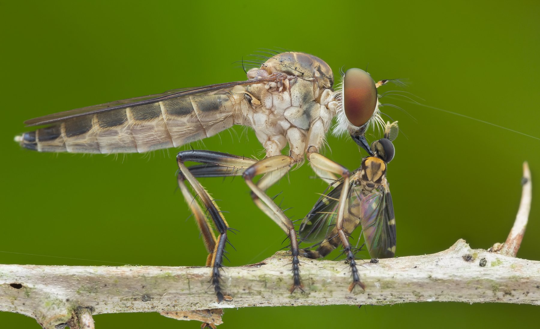 #macro#robberfly#prey#colors, Choo How Lim