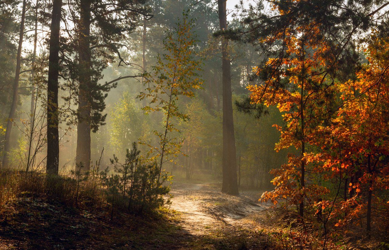 лес, осень, октябрь, рассвет, туман, дубы, солнце, лучи, Галанзовская Оксана