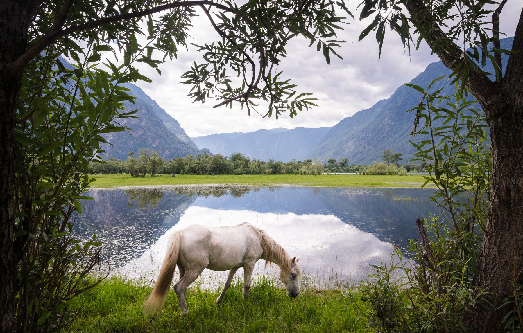 Алтай, животные, лошадь, Россия, пейзаж, озеро, горы, отражение, Голубев Алексей