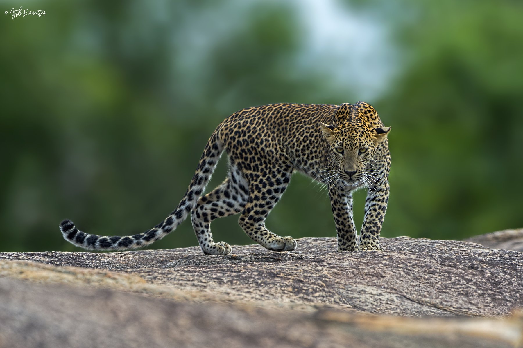 leopard, srilanka, yala, wildlife, bigcat, Ajith Everester