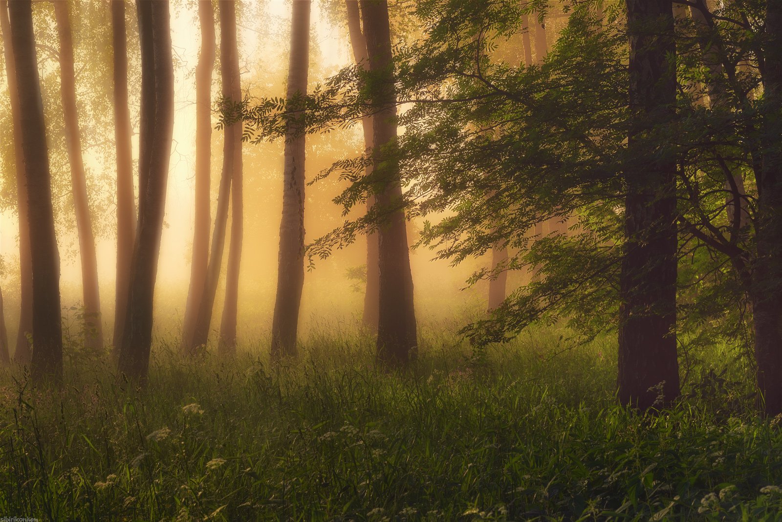 туман утро пейзаж лес деревья цвет тепло, Морозов Юрий