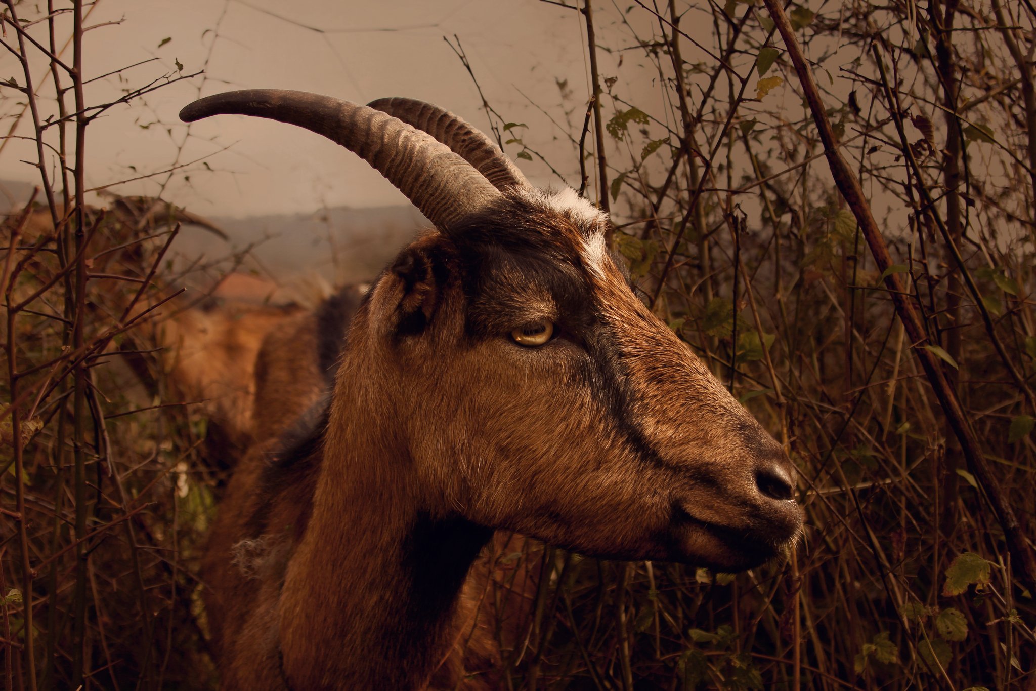 goat, alpine, grazing, bush, close up, eye, horn, village, outdoor, lovely, tear in the eye, domestic, serbia, farm, cloudy, muzzle, sepia, brown, toned, color, curious,, Марко Радовановић