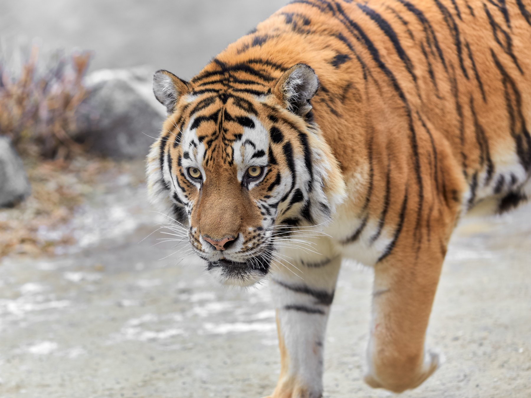 230 кг тихой ярости (амурский тигр). Фотограф Богданов Олег