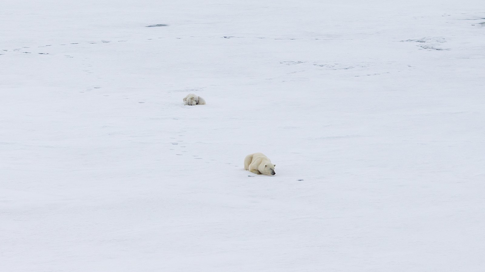 #фотографАндреевАндрей #зфи #арктика #медведи, Андреев Андрей