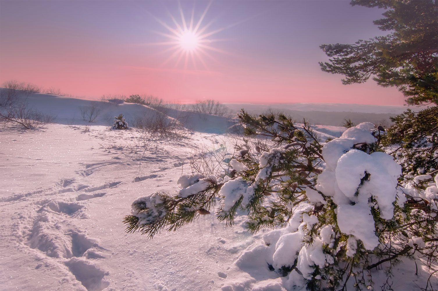 winter,morning,sunrise,pine, Daiva Cirtautė
