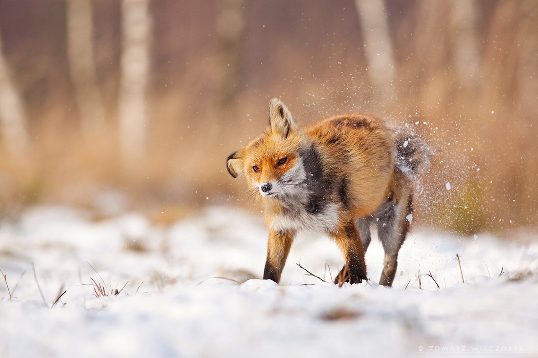 fox, fuchs, red fox, wildlife, shelter, hide, poland, fields, autumn, eye, lucky, shake off, shake, snow, winter, cold, frozen, Tomasz Wieczorek