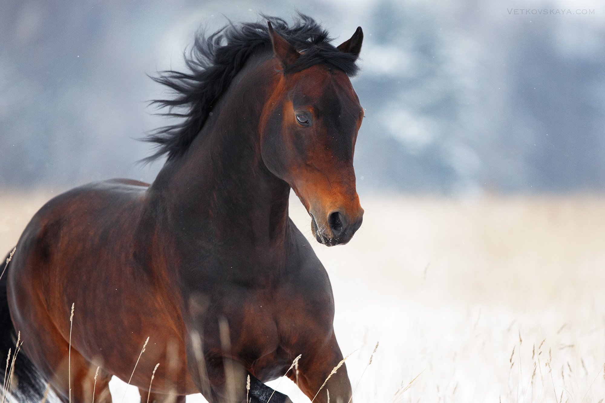лошадь, мороз, снег, бег, свобода, движение, Анастасия Ветковская