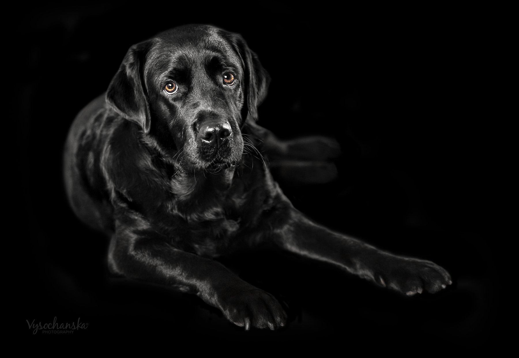 dog, black, labrador, Vysochanska Photography