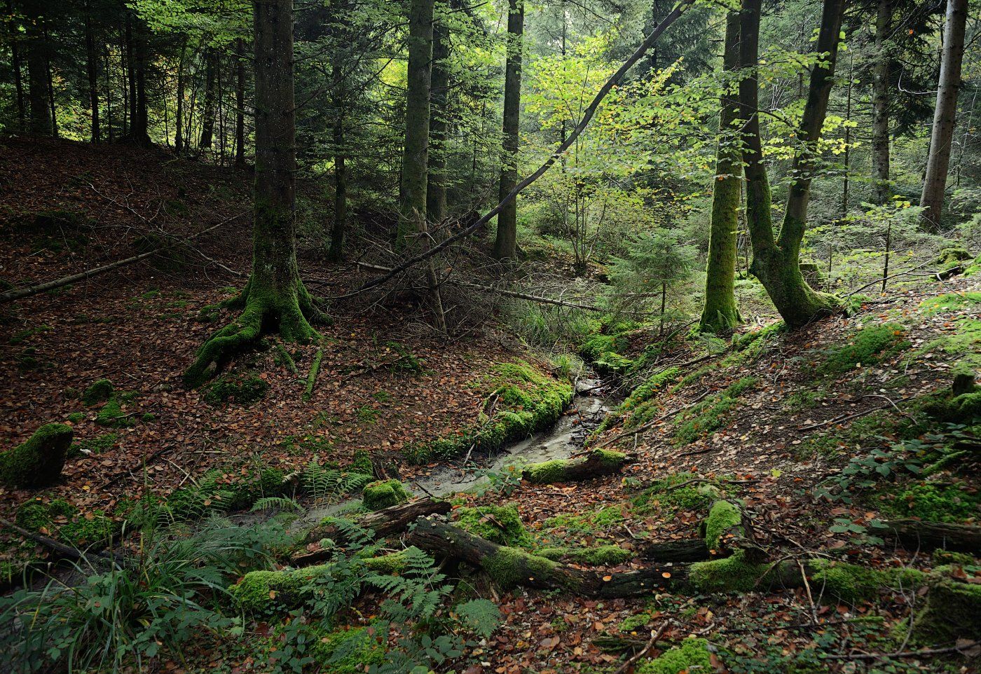 лес, мох, ели, ручей, suisse, Olga N.