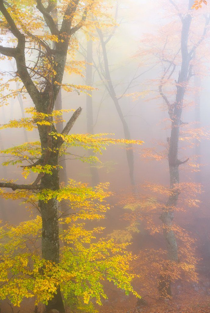 крым, туман, деревья, осень, fog, trees, autumn, Дмитрий