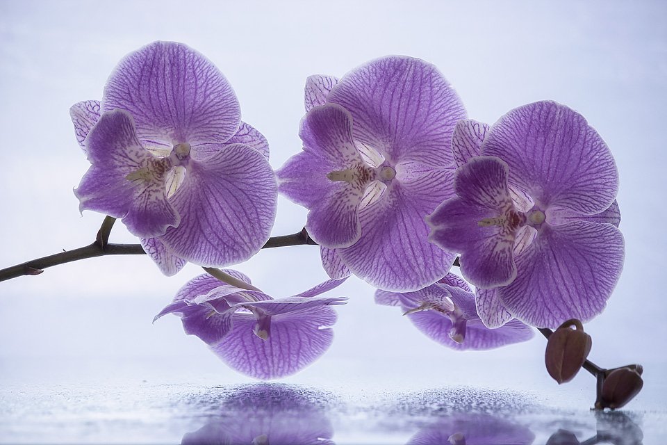 фото природы, крупный план, ветка орхидеи, Ирина Приходько