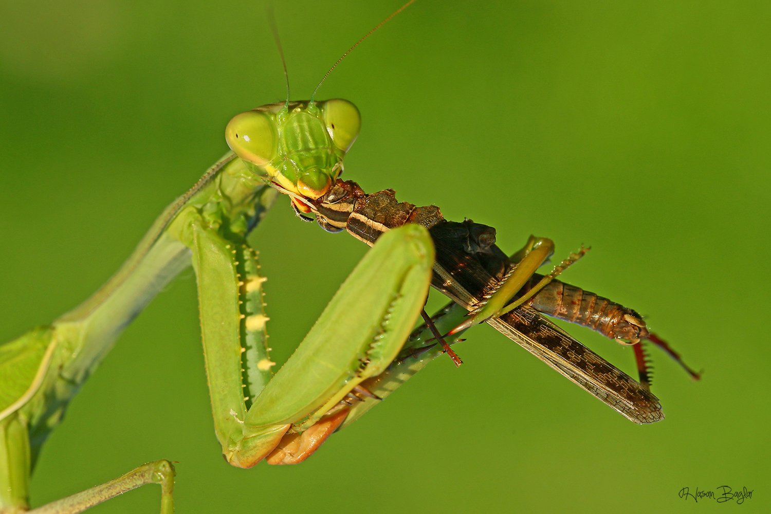 #praying#mantis#eating#graahopper#macro#nature#northcyprus, Hasan Baglar