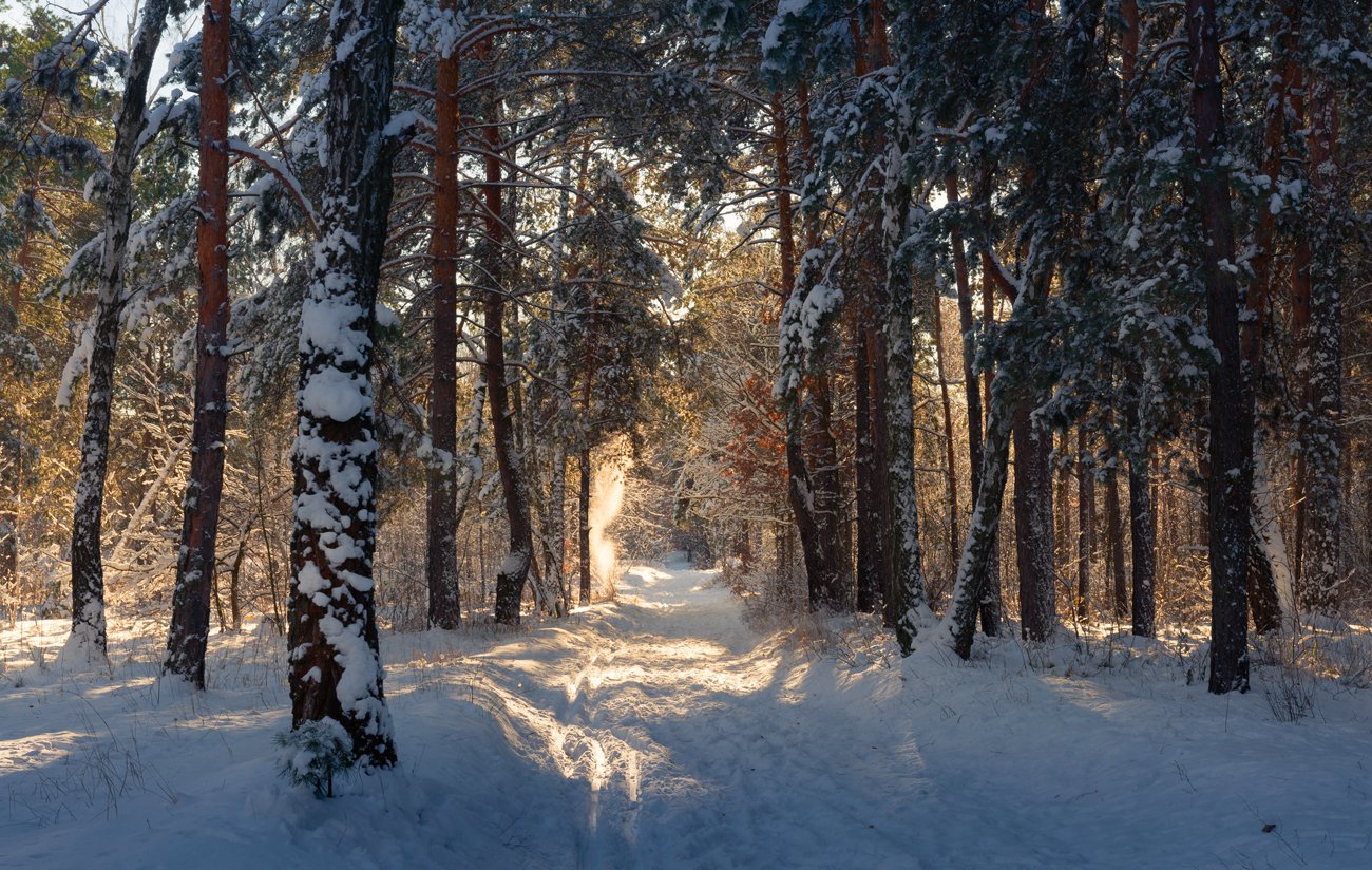 лес, зима, декабрь, снег, утро, рассвет, солнце, Галанзовская Оксана