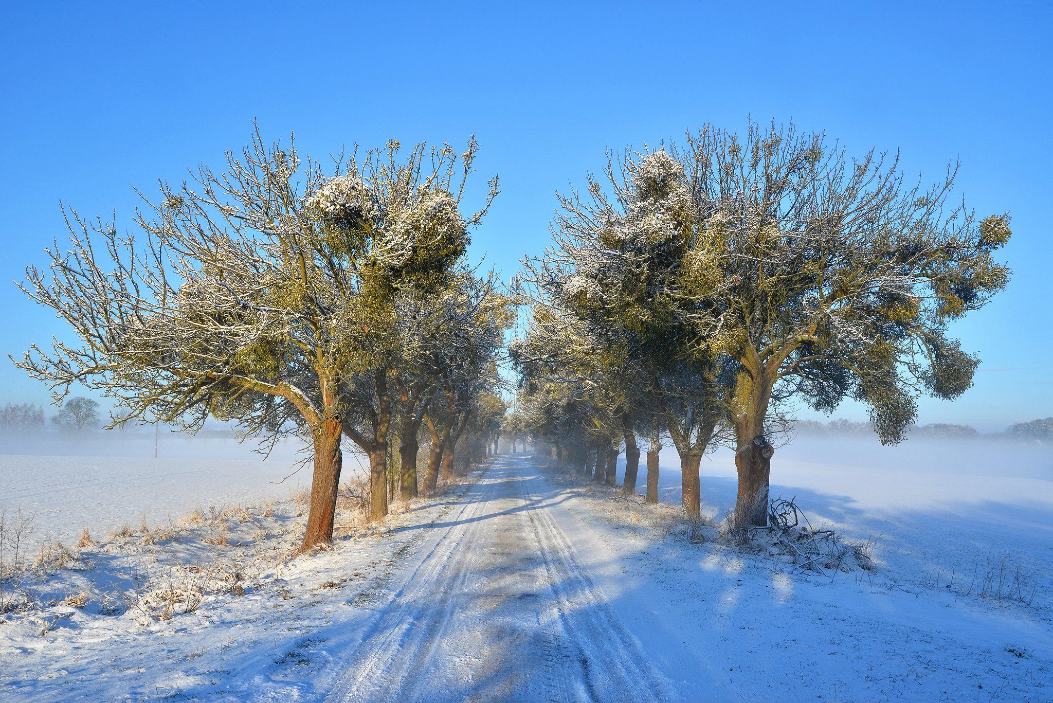winter morning road white poland trees mist sun light snow zima снег, Radoslaw Dranikowski