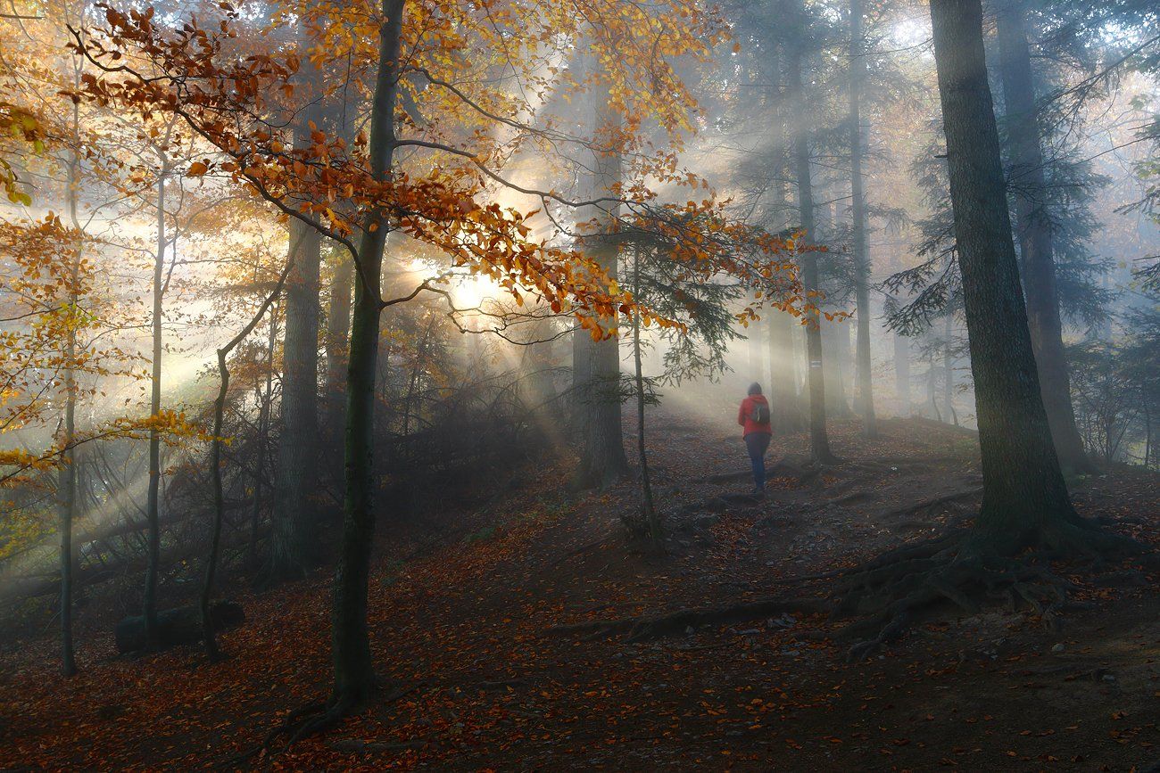 mist, mood, forest, morning, trees, light, trail,, Jacek Lisiewicz