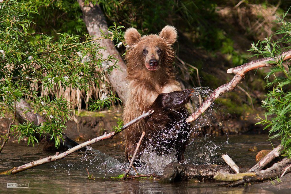 бурый медведь, камчатка, курильское озеро, Сергей Краснощёков
