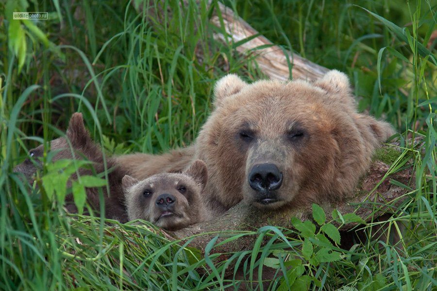 бурый медведь, курильское озеро, камчатка, Сергей Краснощёков