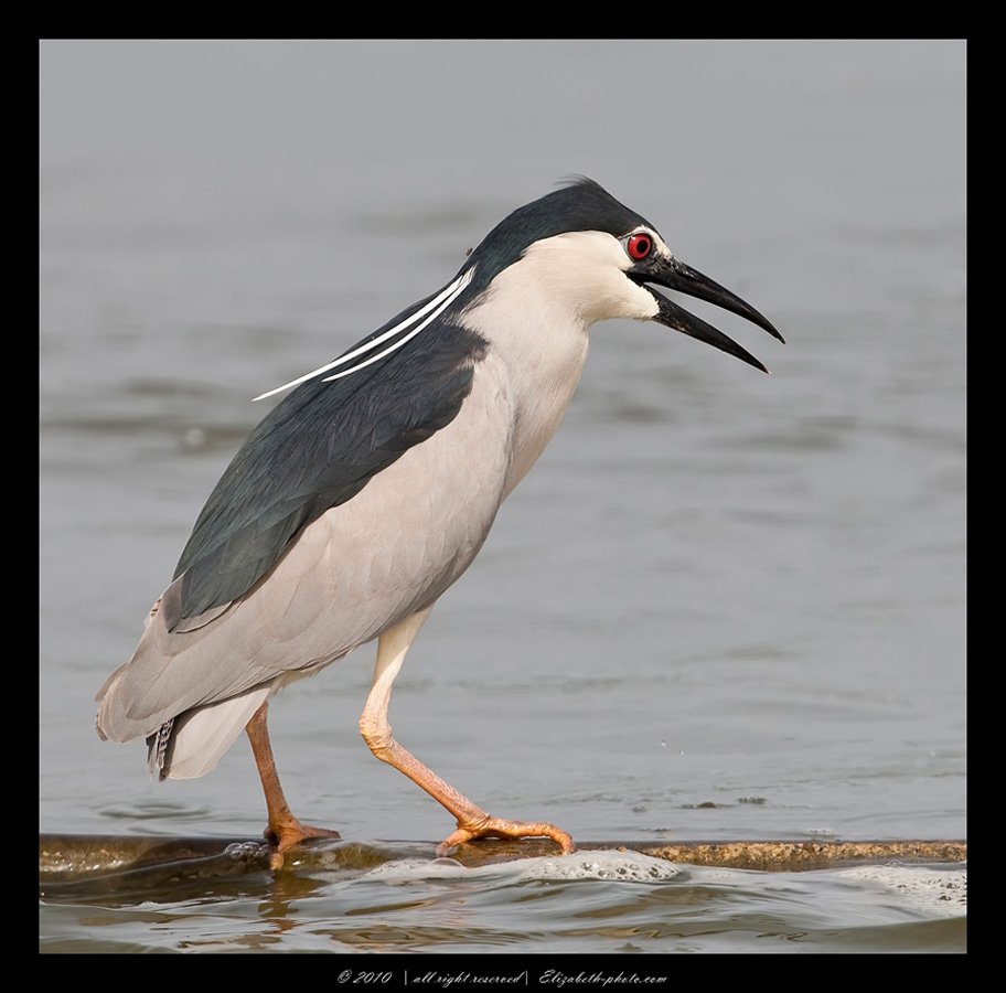 кваква, black, crowned, night, heron, израиль, Elizabeth Etkind