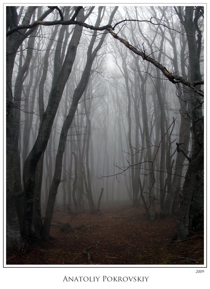 лес, туман, бук, горы, анатолий покровский, Анатолий Покровский