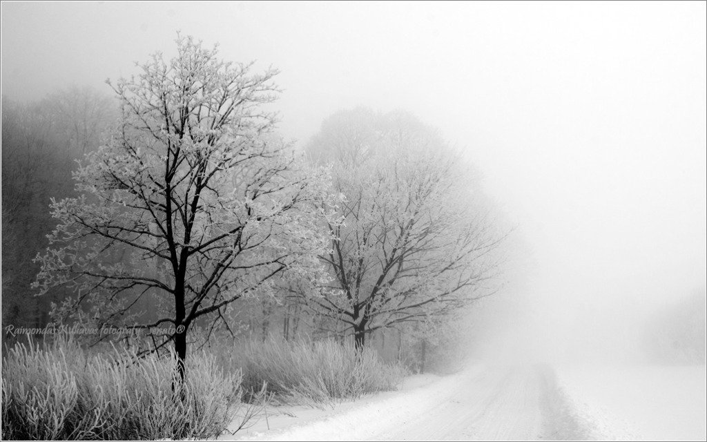 туман, mist, fog, lithuania, tree,winter, senato®