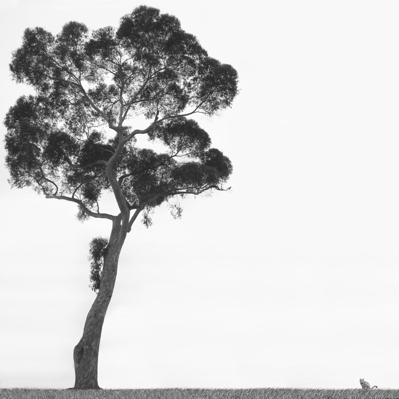 cats, field, grass, bird, tree, black & white,, Mike McGlothlen