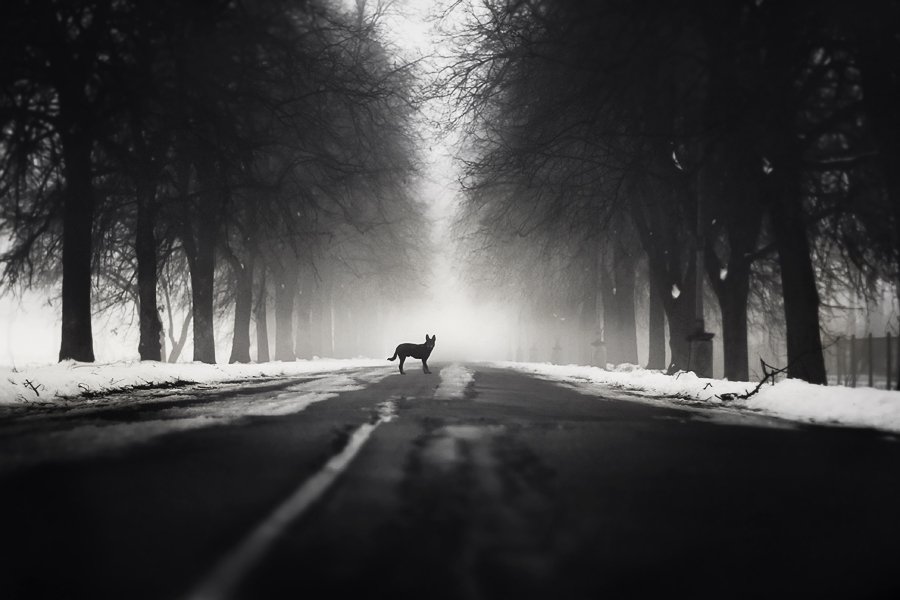 dog, fog, park, bw, black, dog, myth, Dmitry Alekseyev