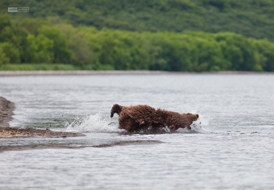 камчатка, курильское озеро, бурый медведь, Сергей Краснощёков