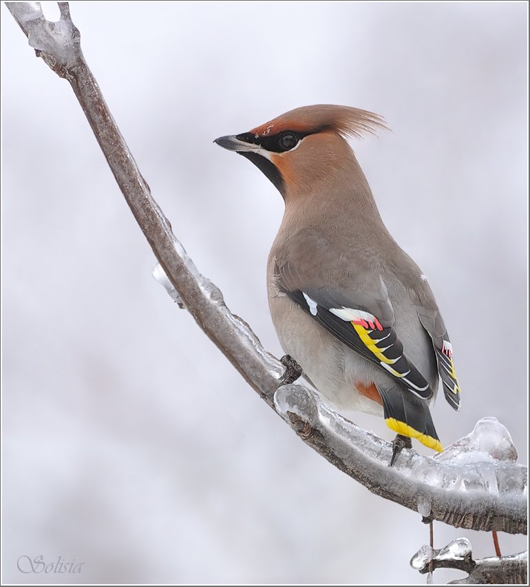 птицы, природа, свиристель, bombycilla garrulus, зима, Солисия